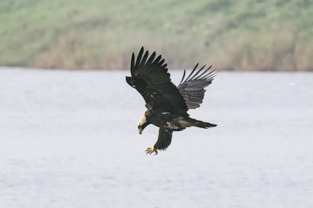 白肩雕(Aquila heliaca)