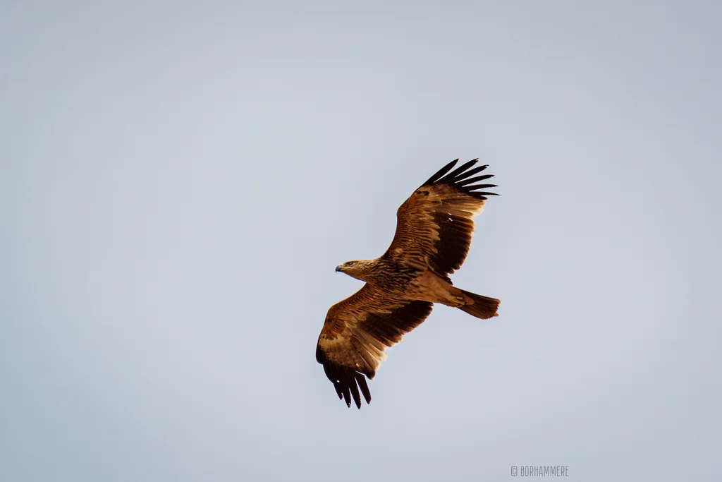 白肩雕(Aquila heliaca)