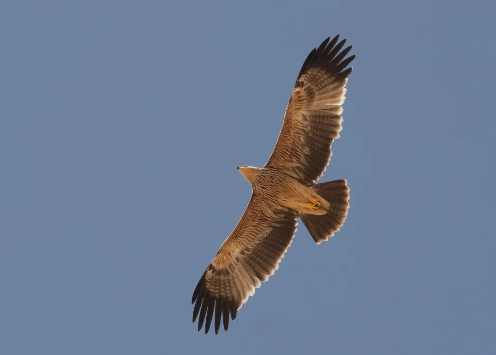白肩雕(Aquila heliaca)