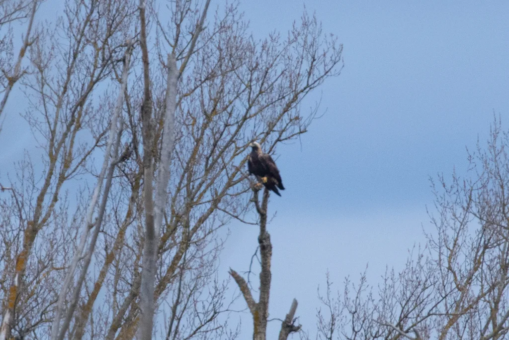 白肩雕(Aquila heliaca)