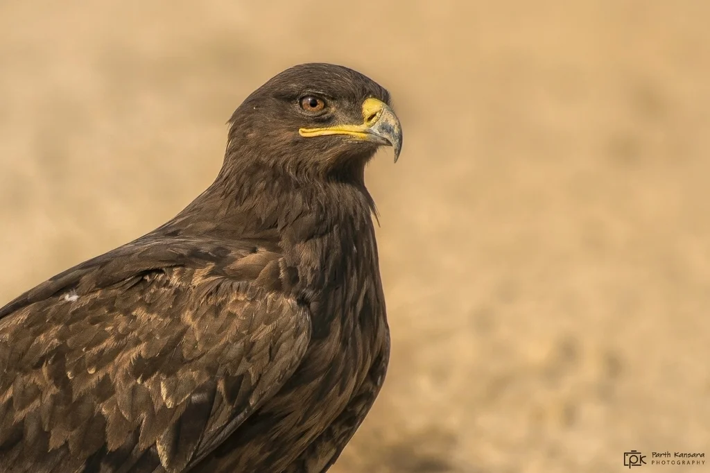 草原雕(Aquila nipalensis)