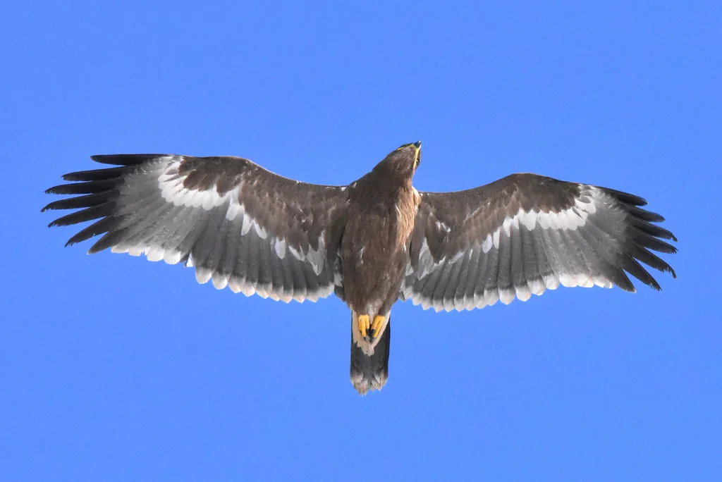 草原雕(Aquila nipalensis)