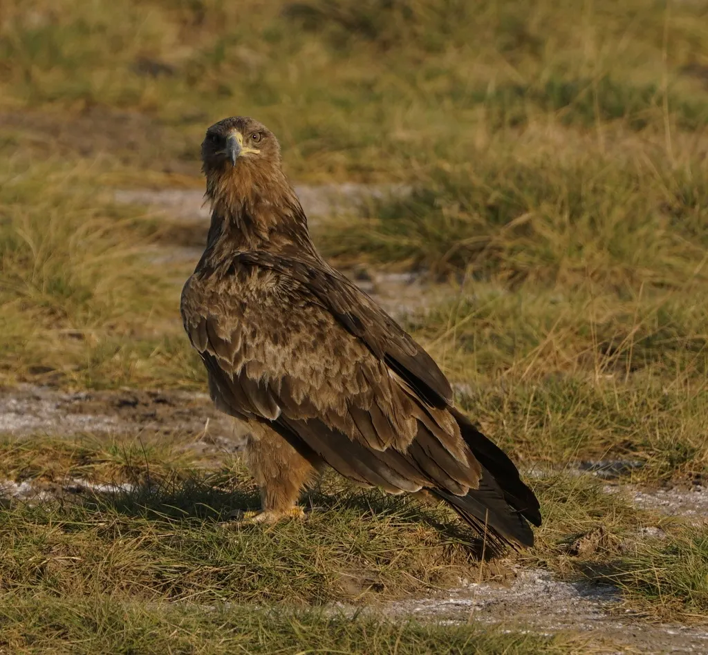 茶色雕(Aquila rapax)