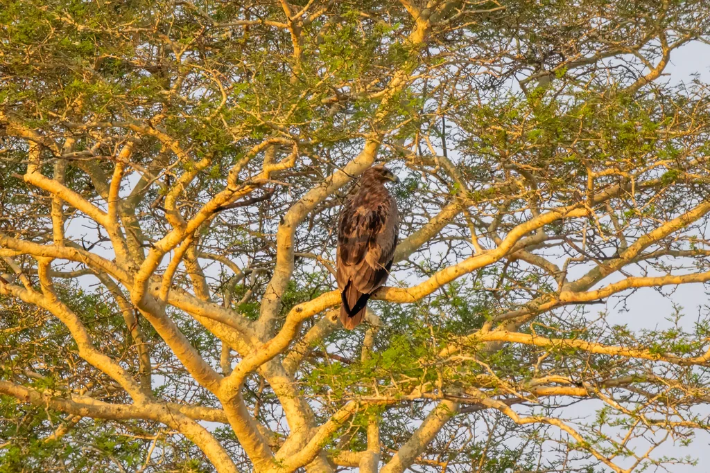 茶色雕(Aquila rapax)