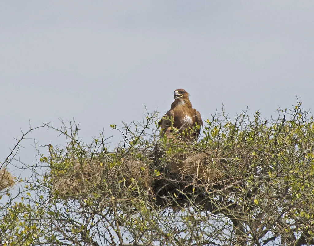 茶色雕(Aquila rapax)
