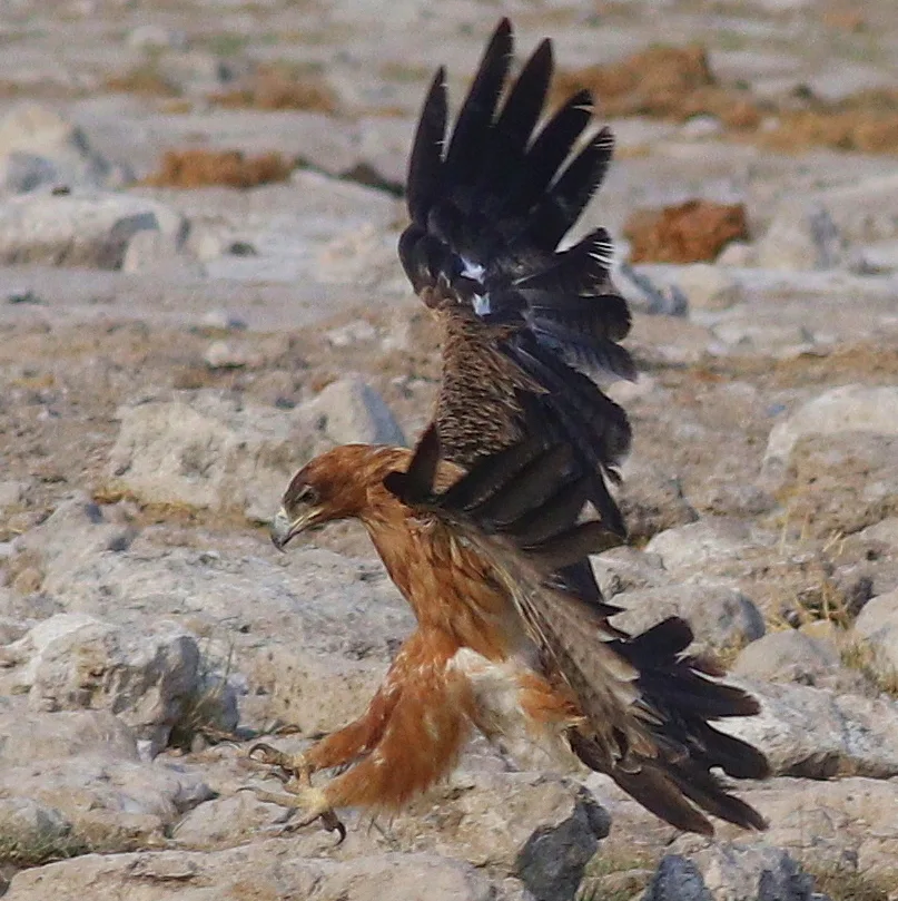 茶色雕(Aquila rapax)
