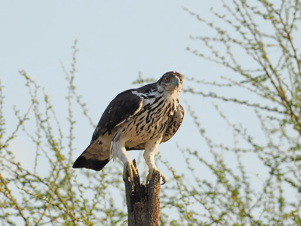 非洲隼雕(Aquila spilogaster)