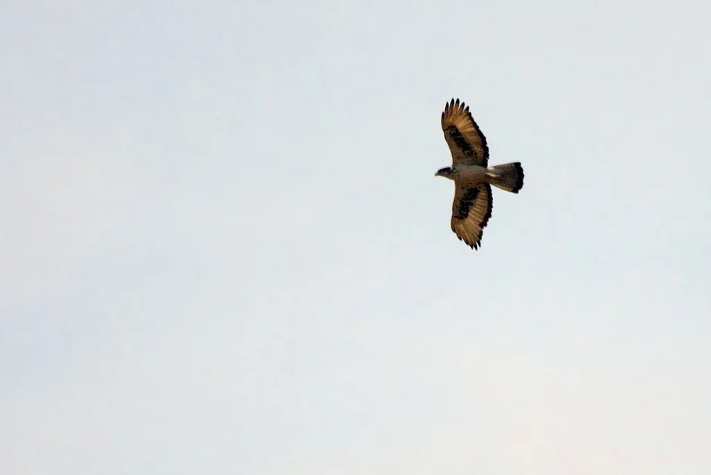 非洲隼雕(Aquila spilogaster)