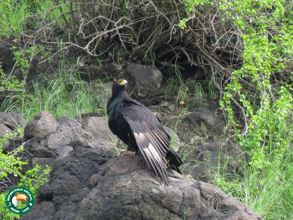 黑雕（Aquila verreauxii）