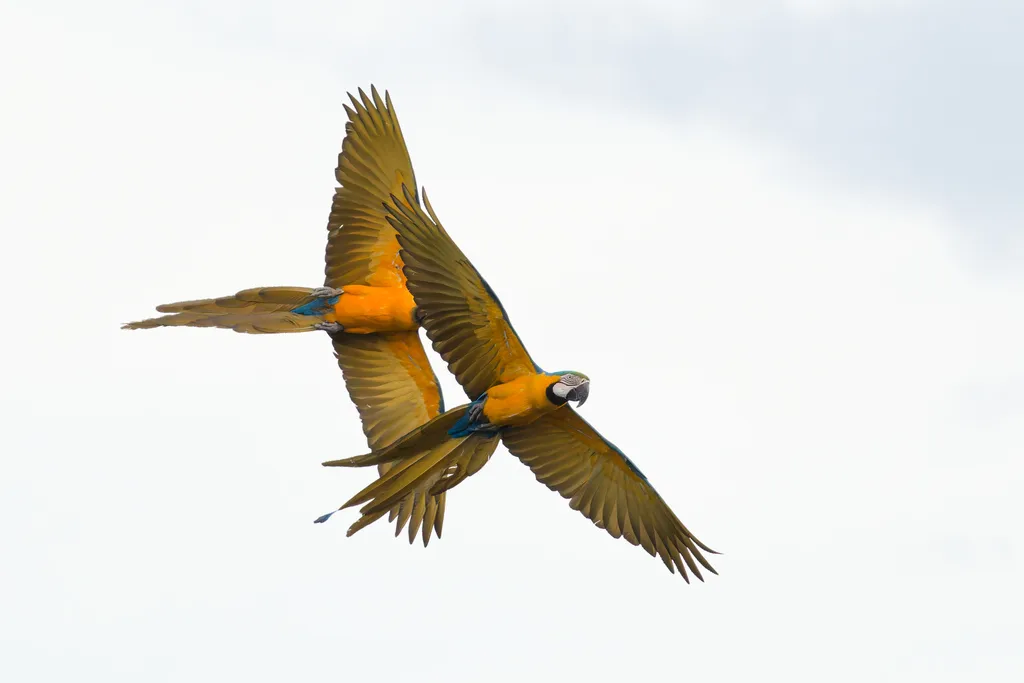 蓝黄金刚鹦鹉(Ara ararauna)