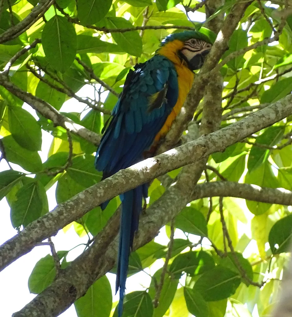 蓝黄金刚鹦鹉(Ara ararauna)