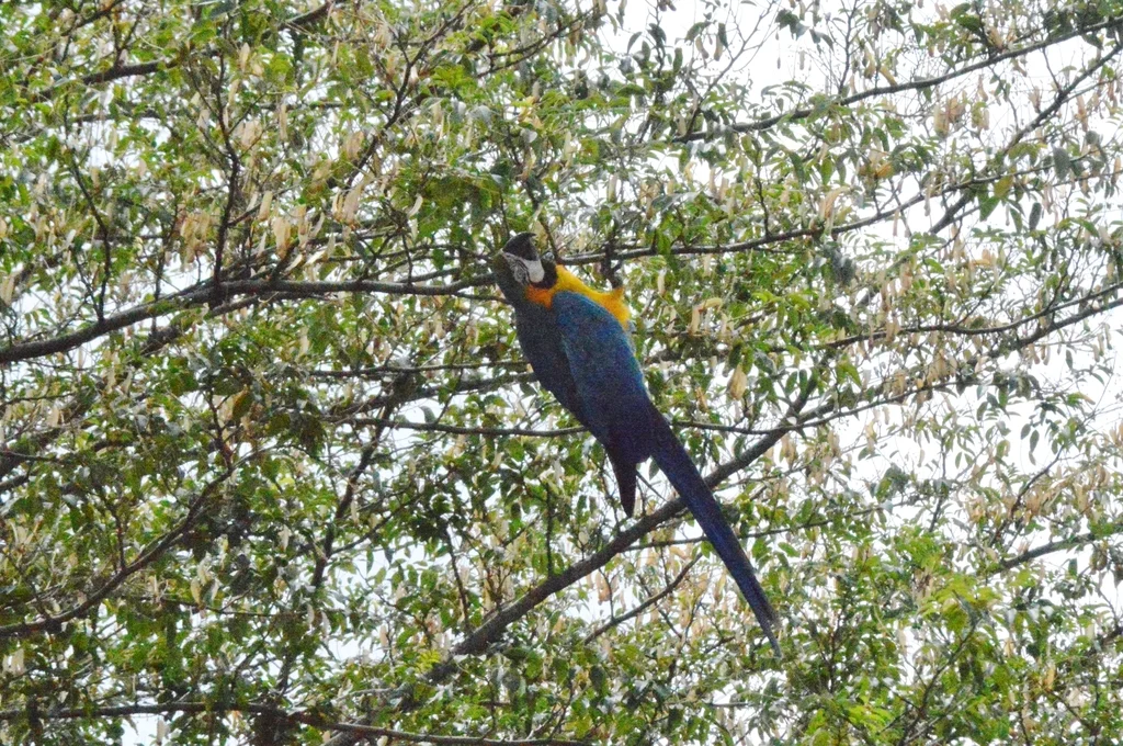 蓝黄金刚鹦鹉(Ara ararauna)