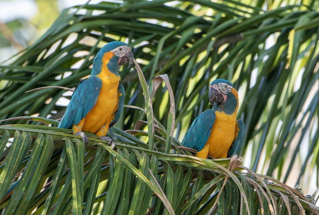蓝喉金刚鹦鹉(Ara glaucogularis)