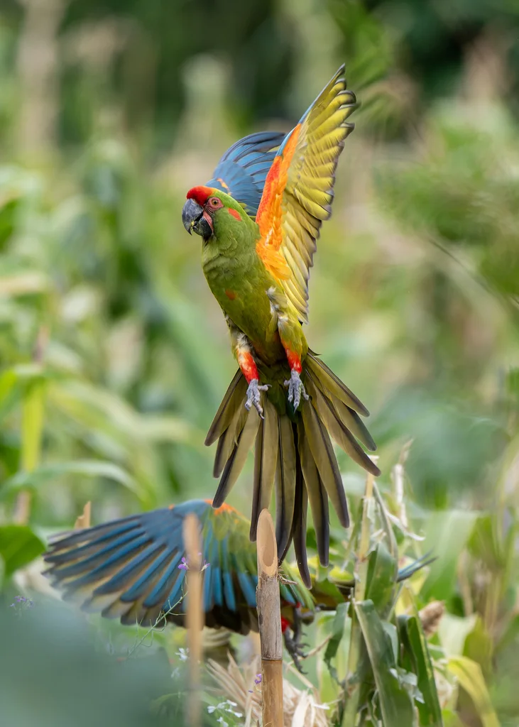 红额金刚鹦鹉(Ara rubrogenys)