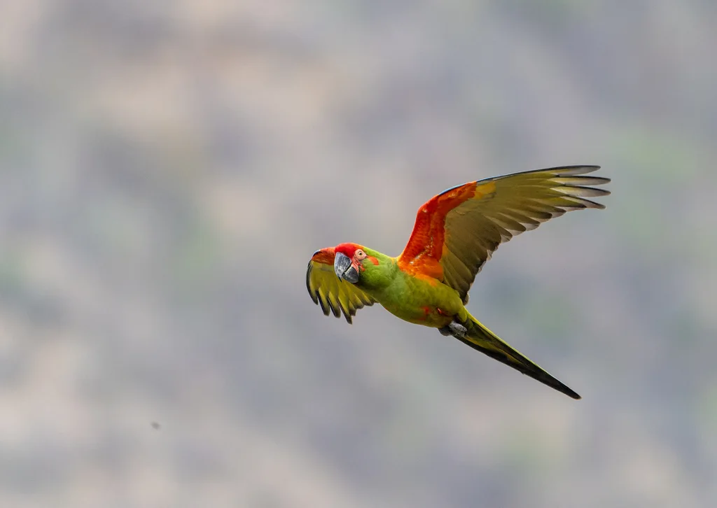 红额金刚鹦鹉(Ara rubrogenys)