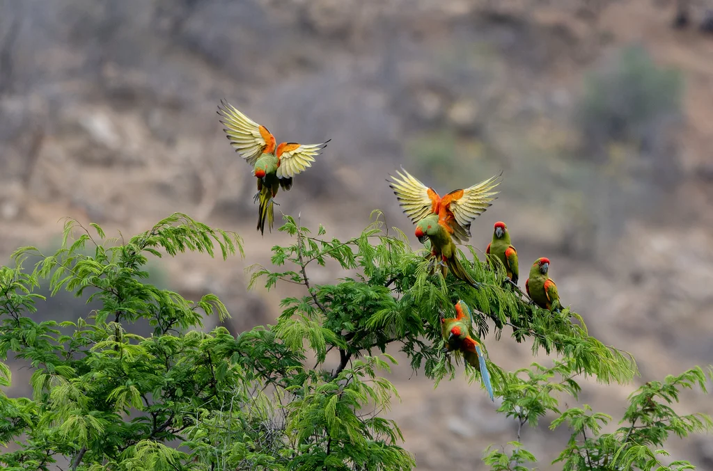 红额金刚鹦鹉(Ara rubrogenys)