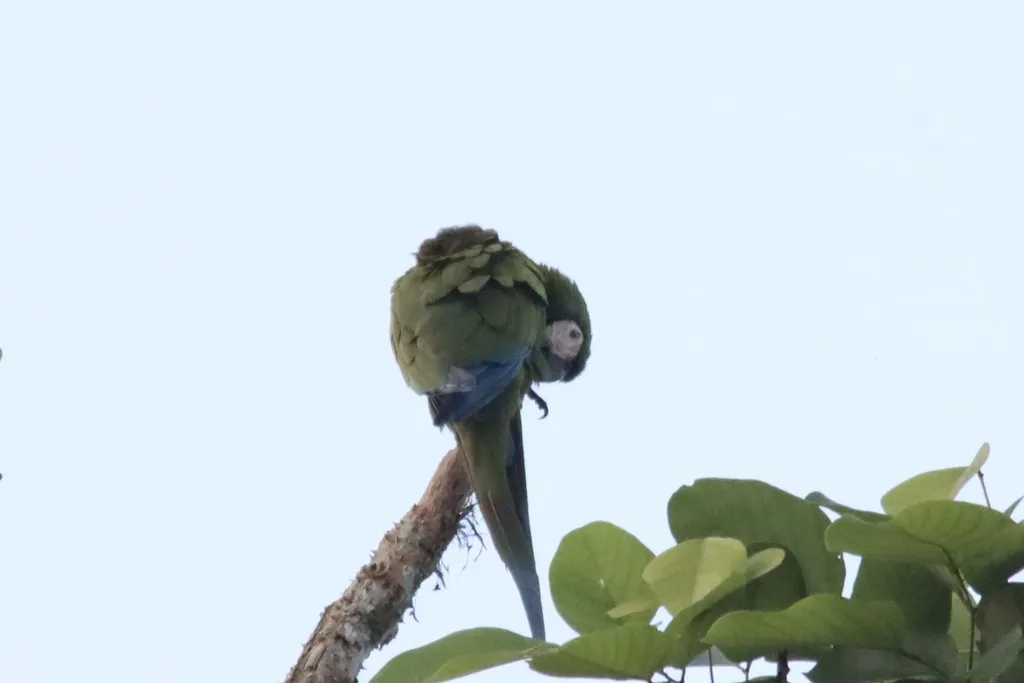 栗额金刚鹦鹉（Ara severus）