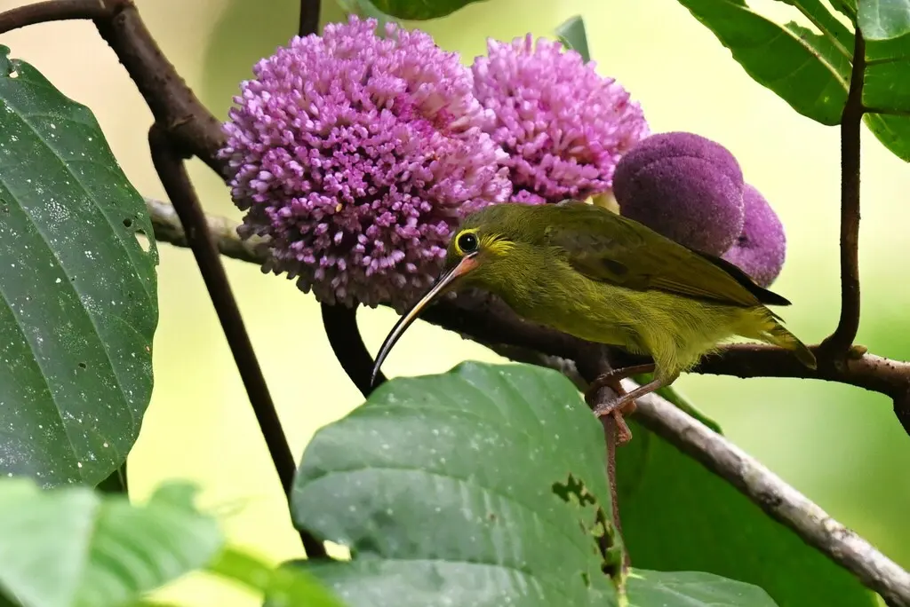 小黄耳捕蛛鸟（Arachnothera chrysogenys）