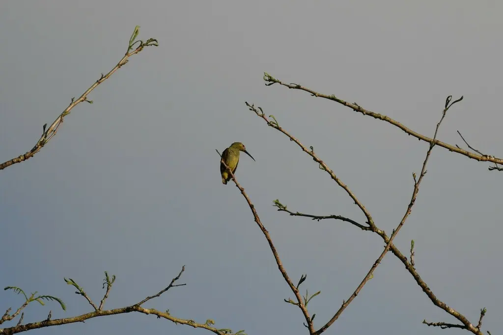 小黄耳捕蛛鸟（Arachnothera chrysogenys）