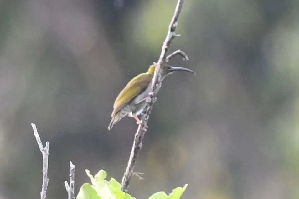 灰胸捕蛛鸟(Arachnothera modesta)