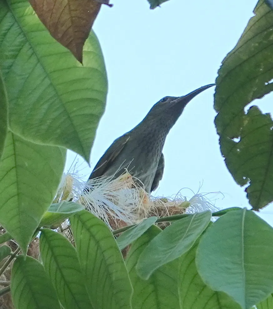 灰胸捕蛛鸟(Arachnothera modesta)
