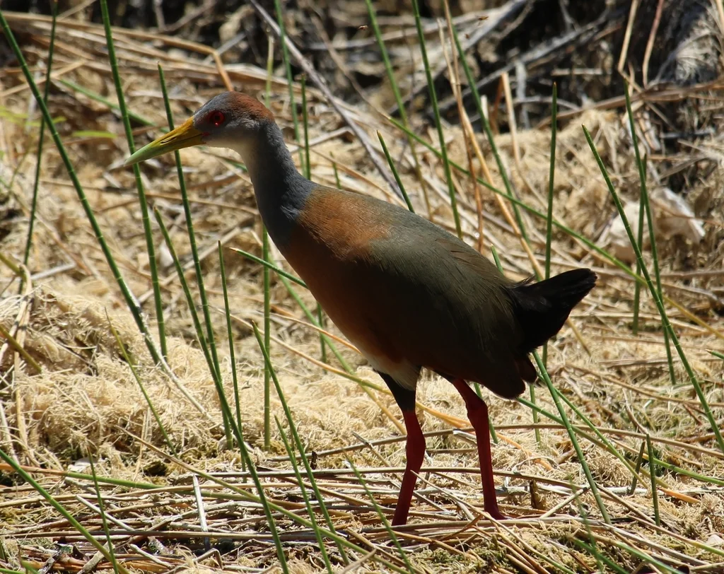 白腹林秧鸡（Aramides albiventris）