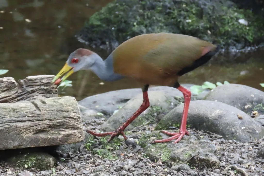 白腹林秧鸡（Aramides albiventris）