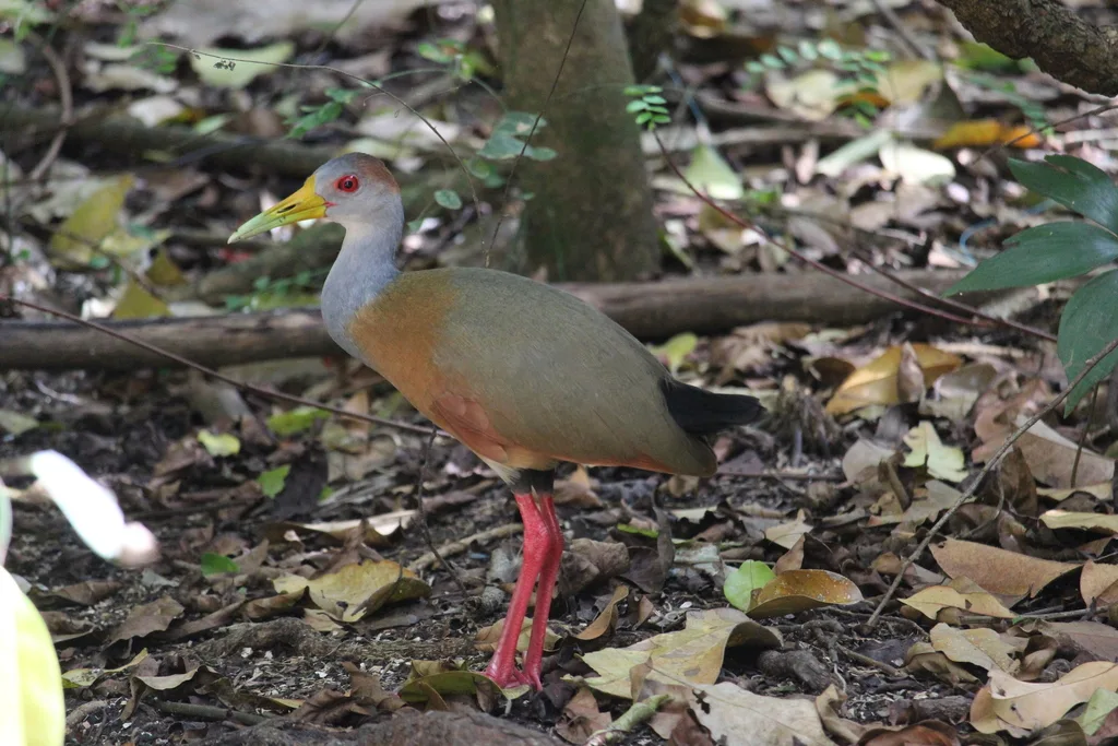 白腹林秧鸡（Aramides albiventris）