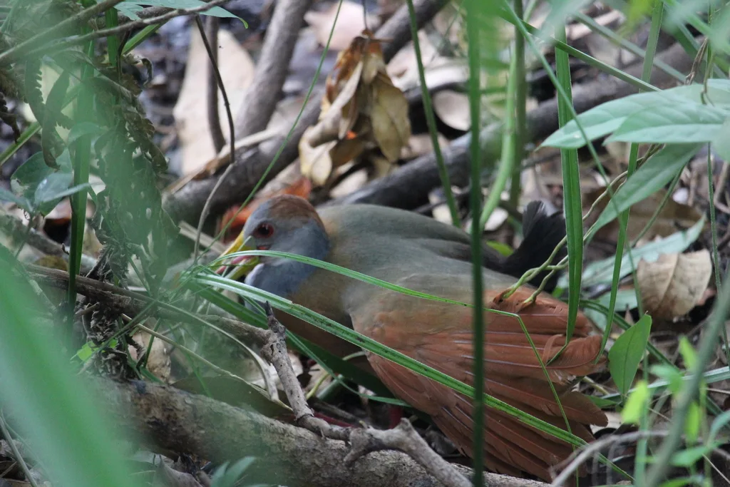 白腹林秧鸡（Aramides albiventris）