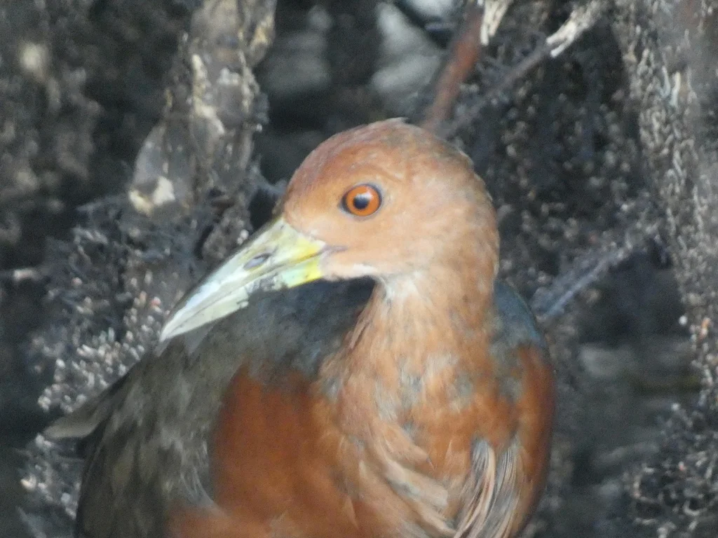 棕颈林秧鸡(Aramides axillaris)
