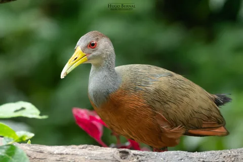 灰颈林秧鸡