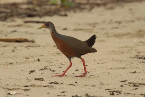 小林秧鸡