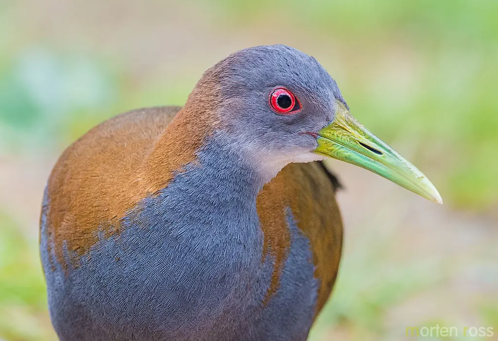 灰胸林秧鸡(Aramides saracura)