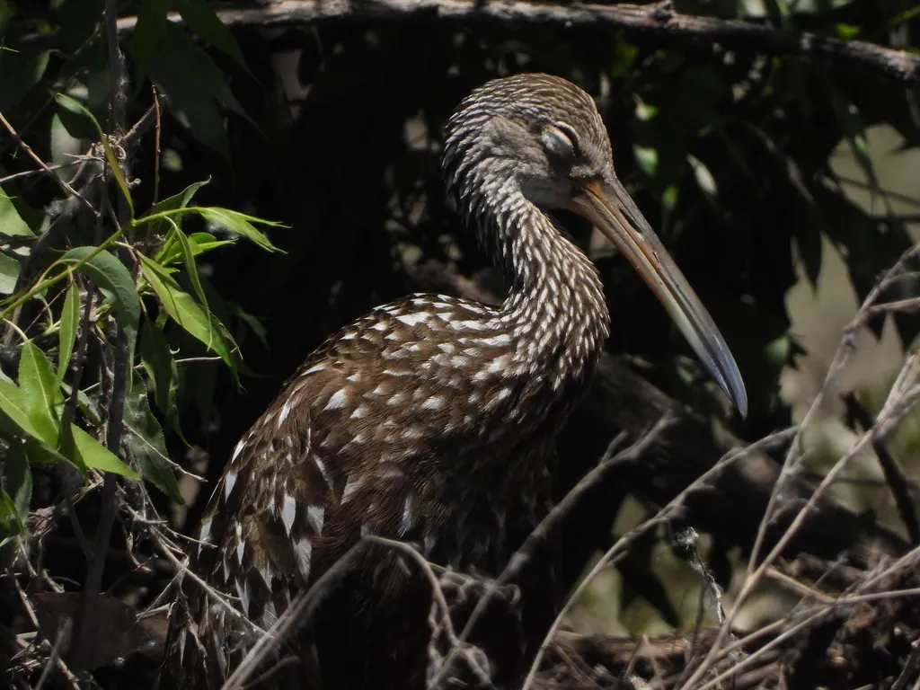 秧鹤(Aramus guarauna)