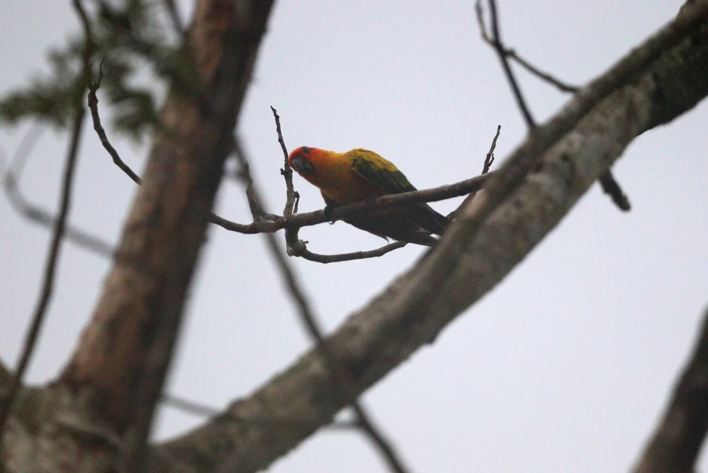 橙胸鹦哥(Aratinga maculata)