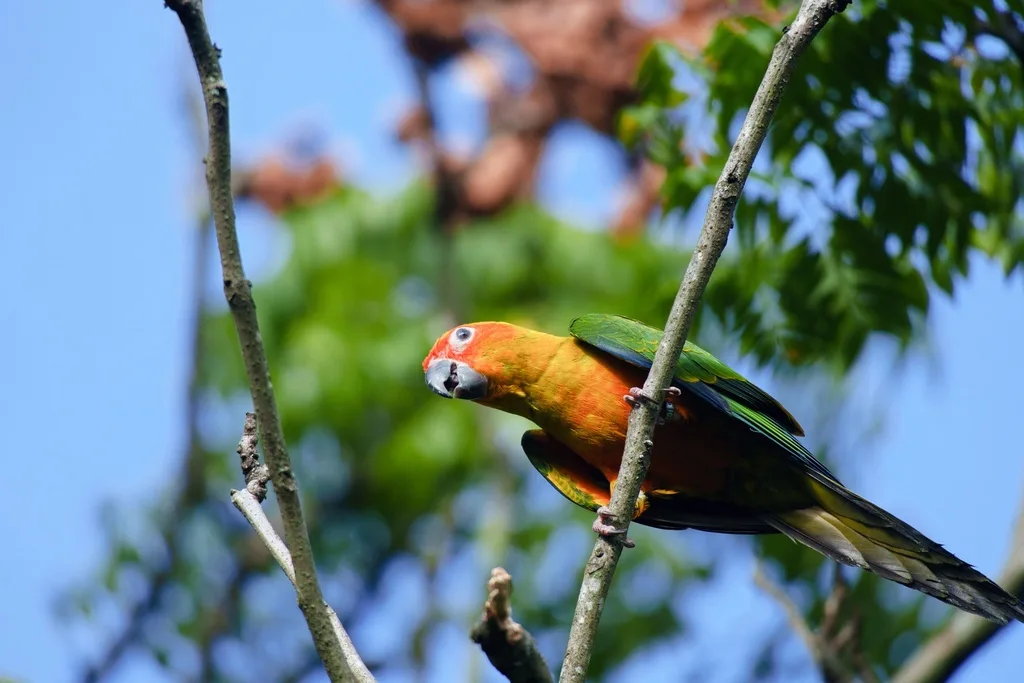 金黄鹦哥(Aratinga solstitialis)