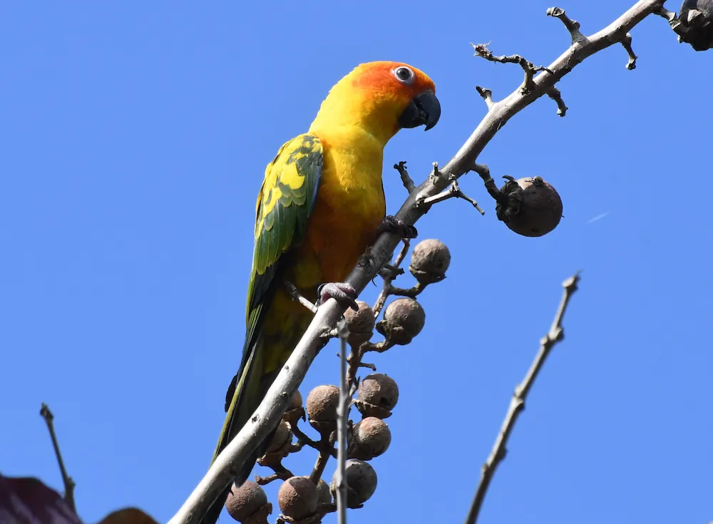 金黄鹦哥(Aratinga solstitialis)