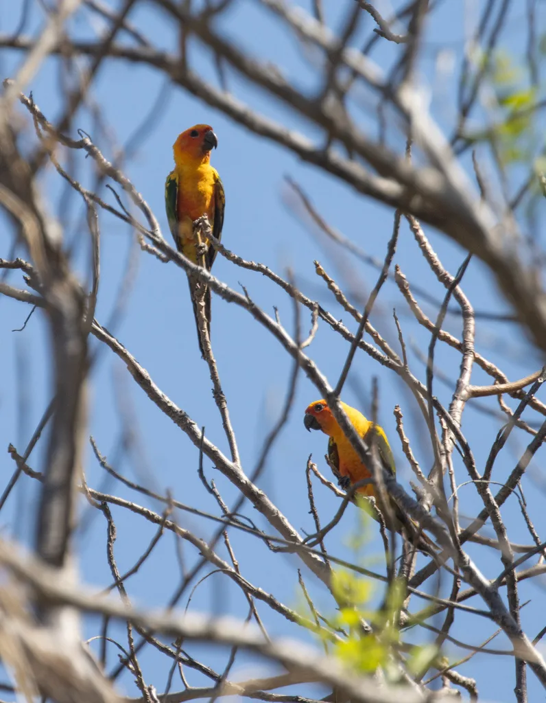 金黄鹦哥(Aratinga solstitialis)