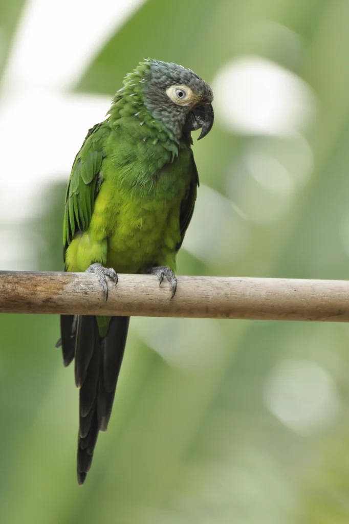 暗头鹦哥(Aratinga weddellii)