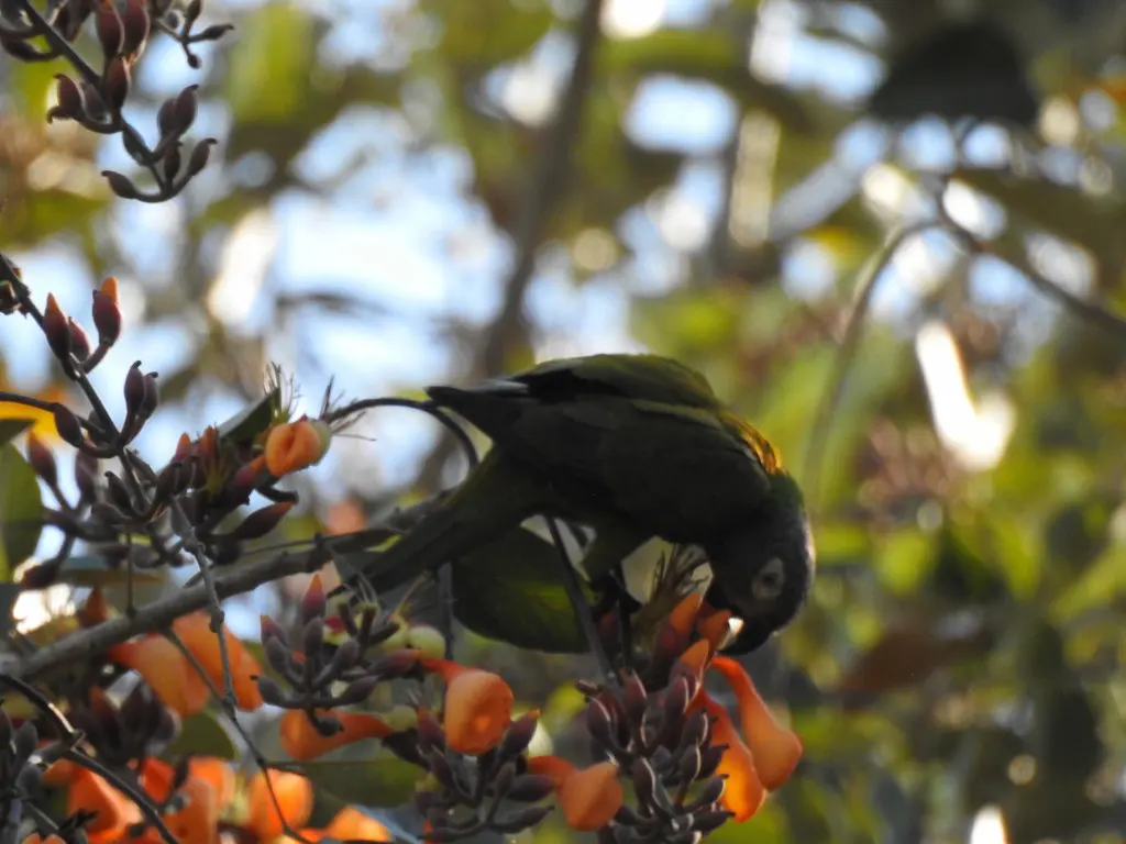 暗头鹦哥(Aratinga weddellii)