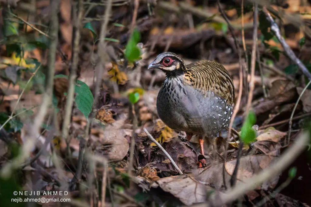 白颊山鹧鸪(Arborophila atrogularis)