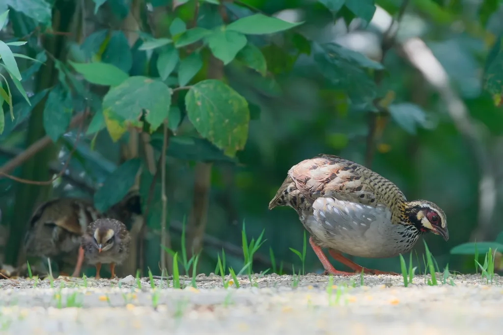白颊山鹧鸪(Arborophila atrogularis)