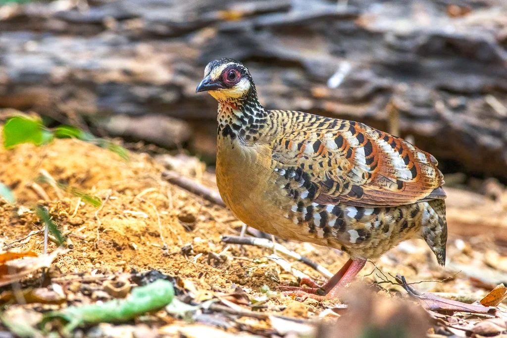 褐胸山鹧鸪(Arborophila brunneopectus)