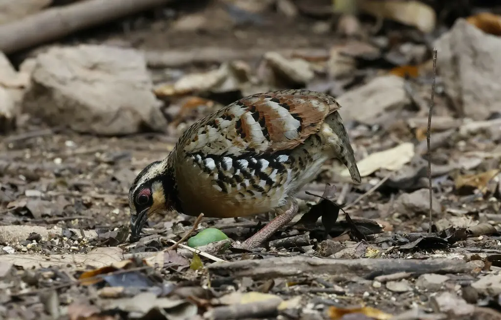 褐胸山鹧鸪(Arborophila brunneopectus)