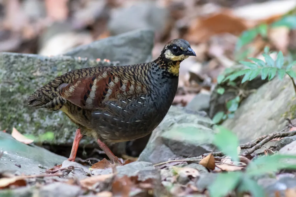 台湾山鹧鸪（Arborophila crudigularis）