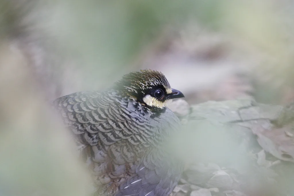 台湾山鹧鸪（Arborophila crudigularis）