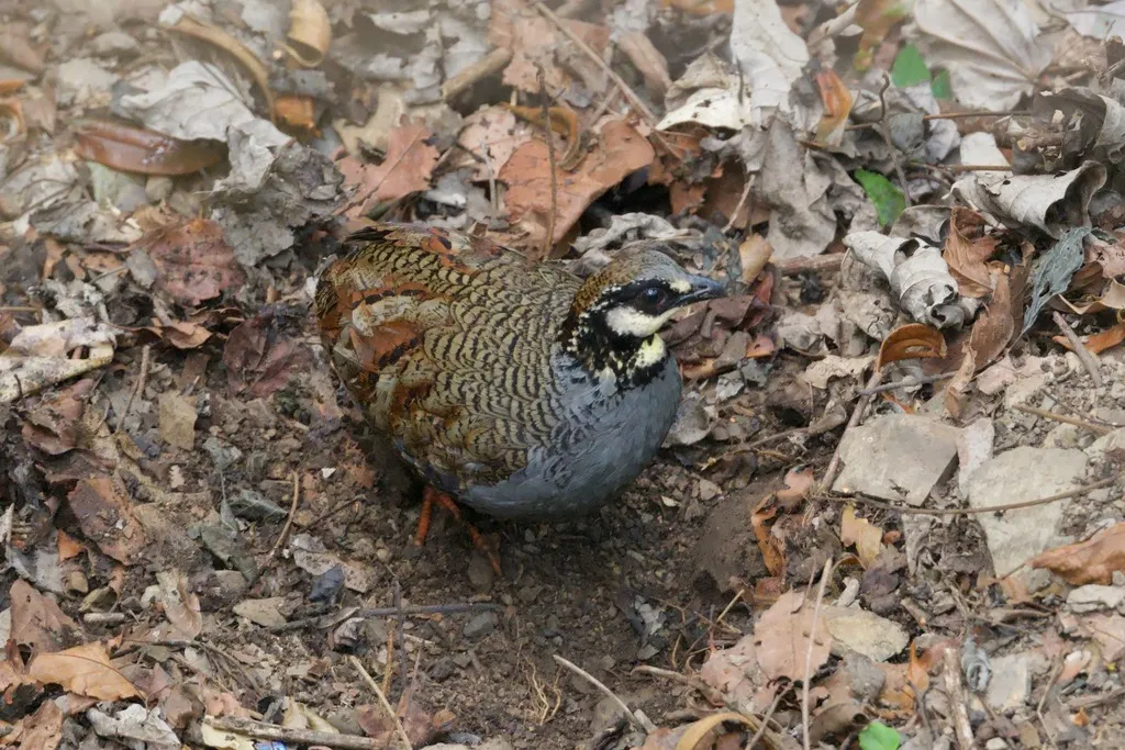 台湾山鹧鸪（Arborophila crudigularis）