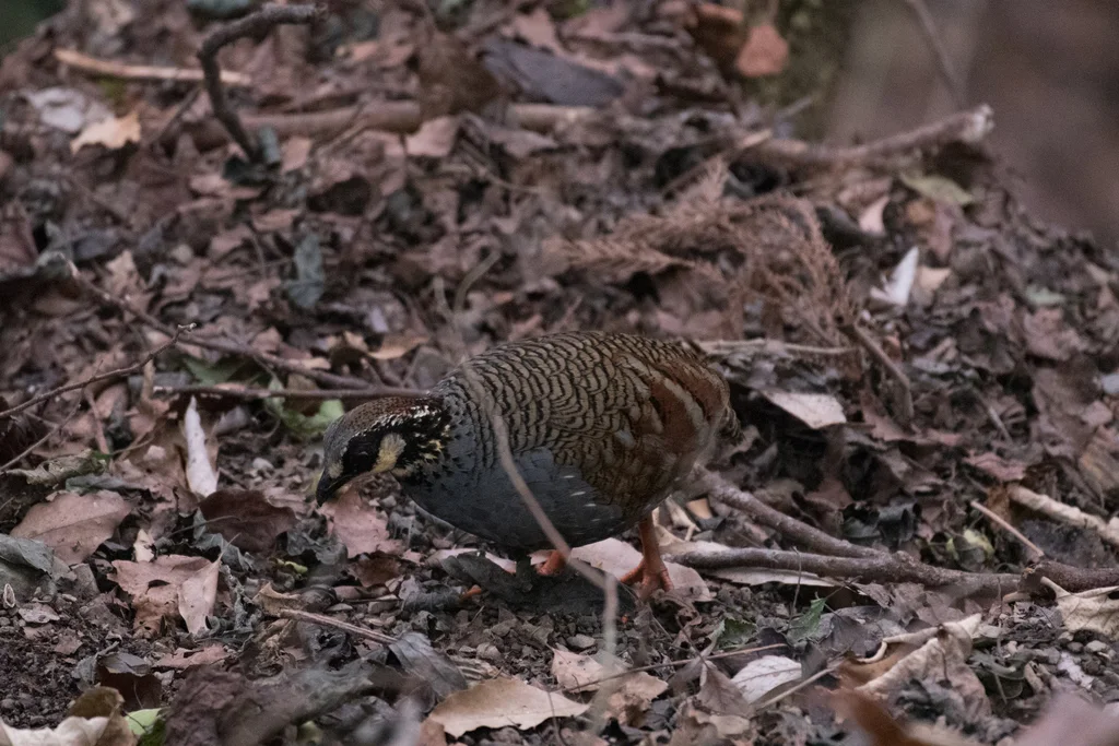 台湾山鹧鸪（Arborophila crudigularis）