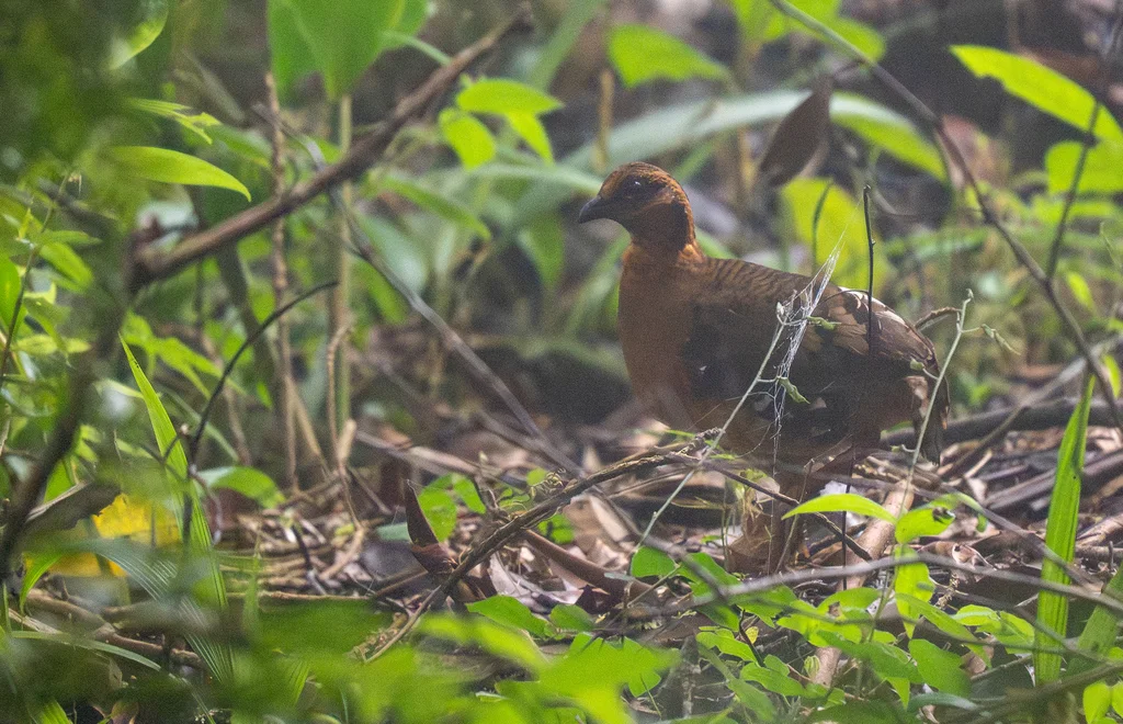 赤胸山鹧鸪(Arborophila hyperythra)
