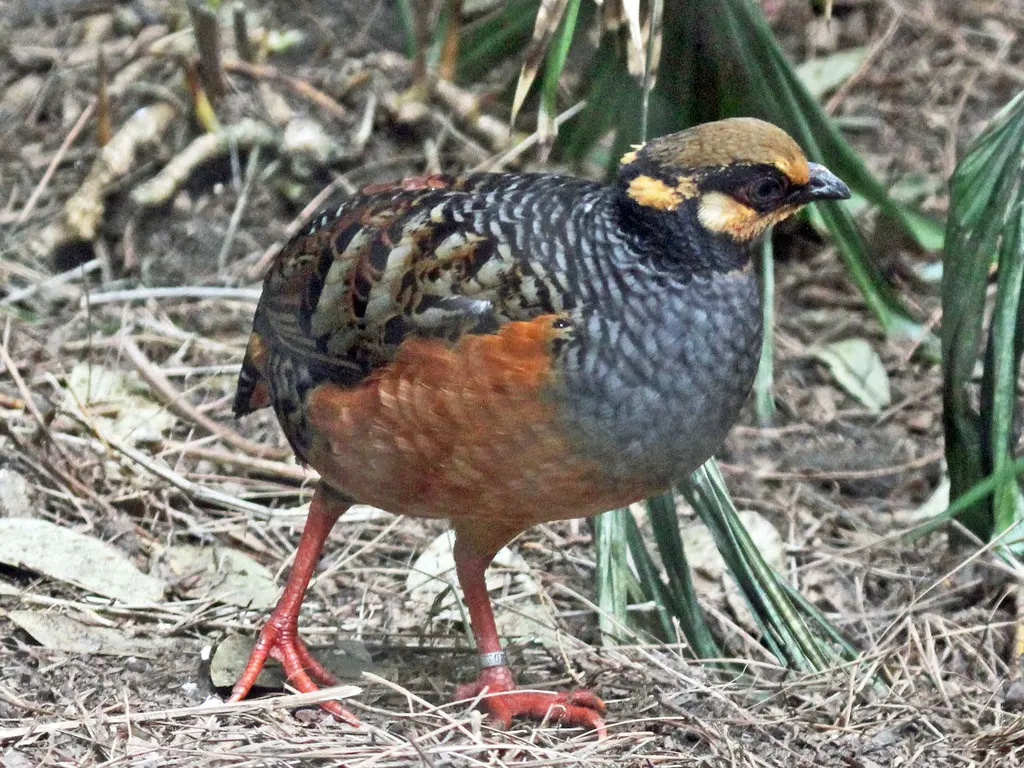 棕腹山鹧鸪(Arborophila javanica)
